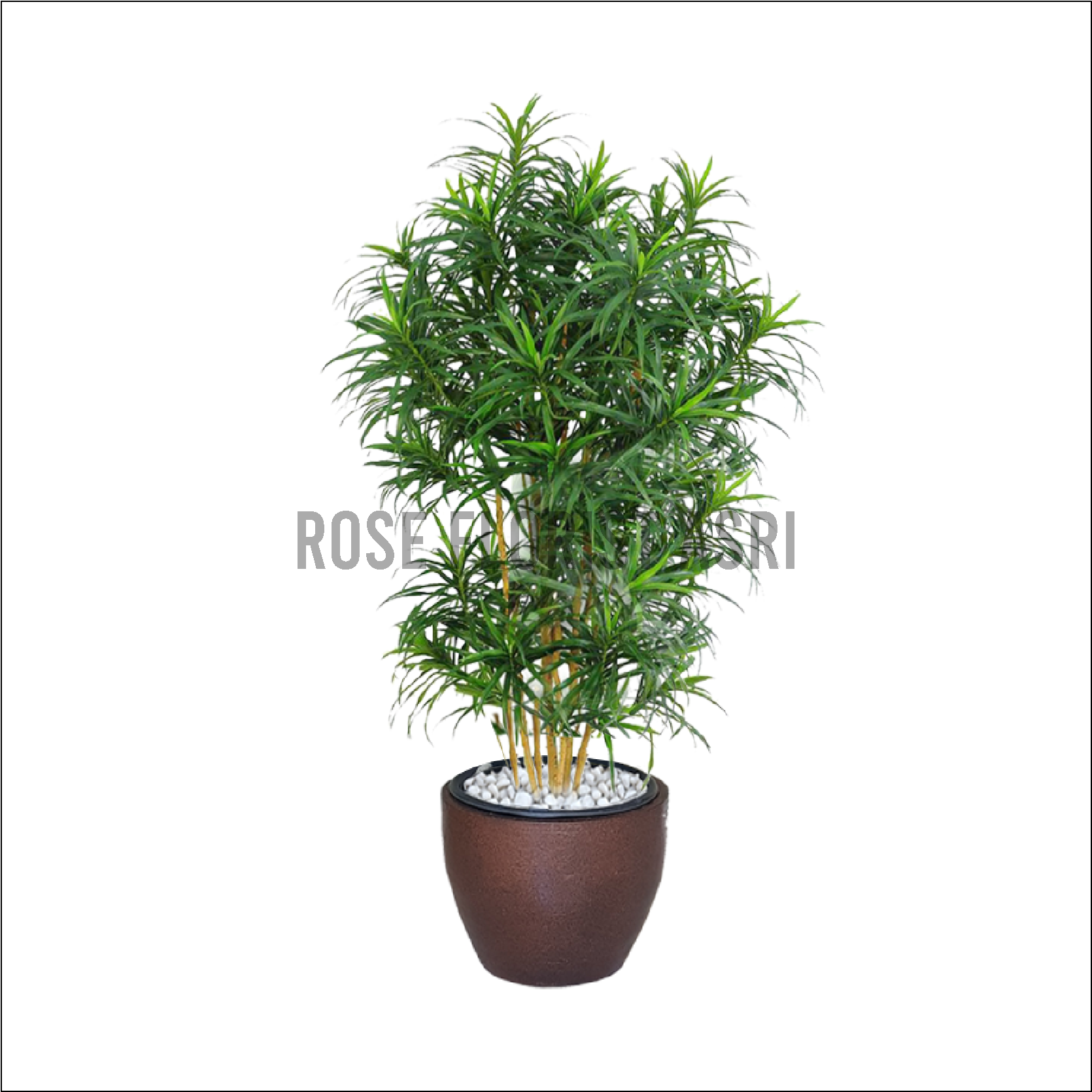 DRACAENA BELUT