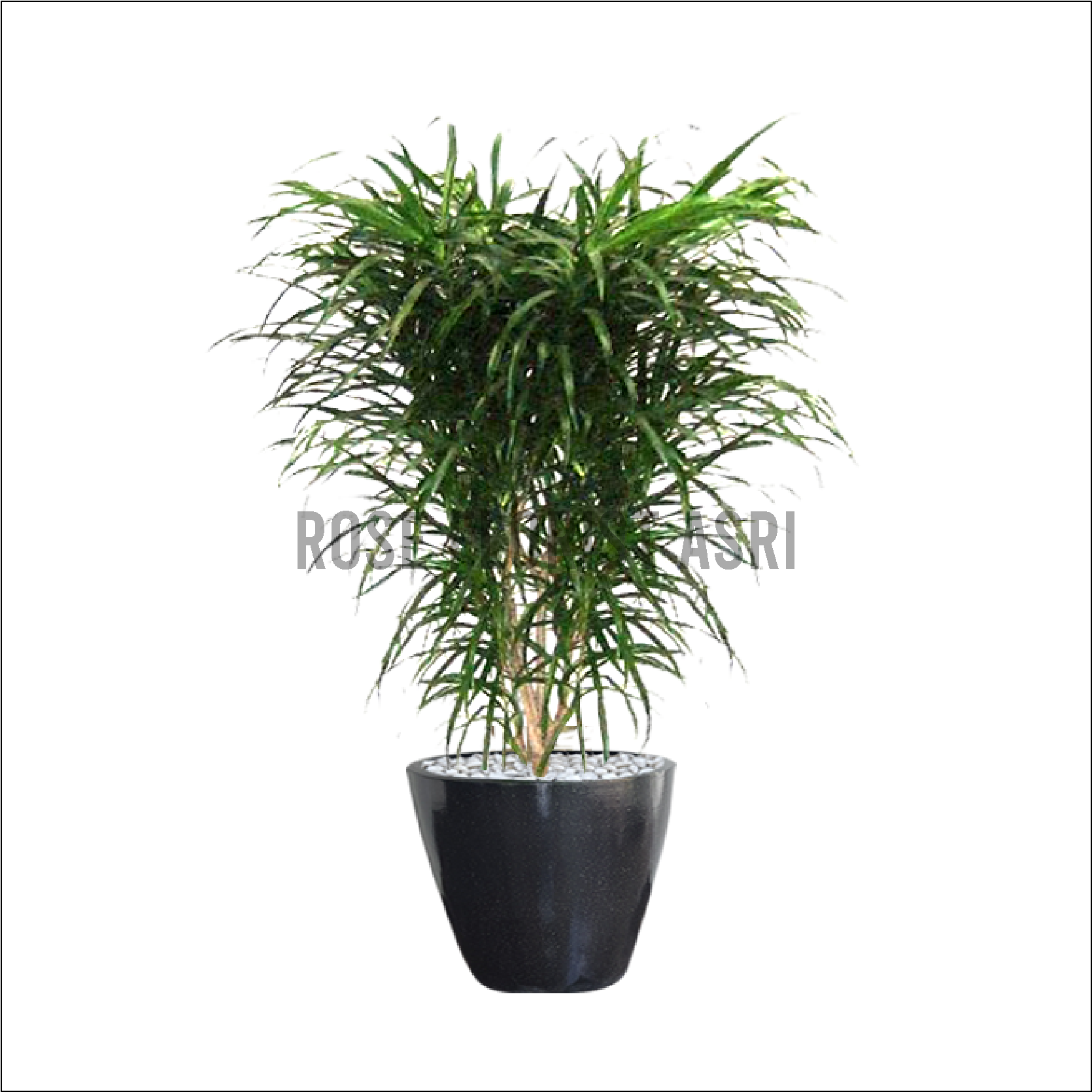 DRACAENA BELUT