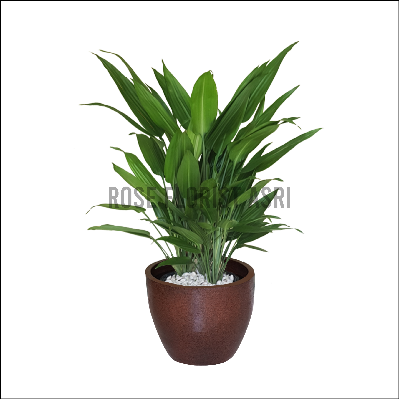 DRACAENA CENTON