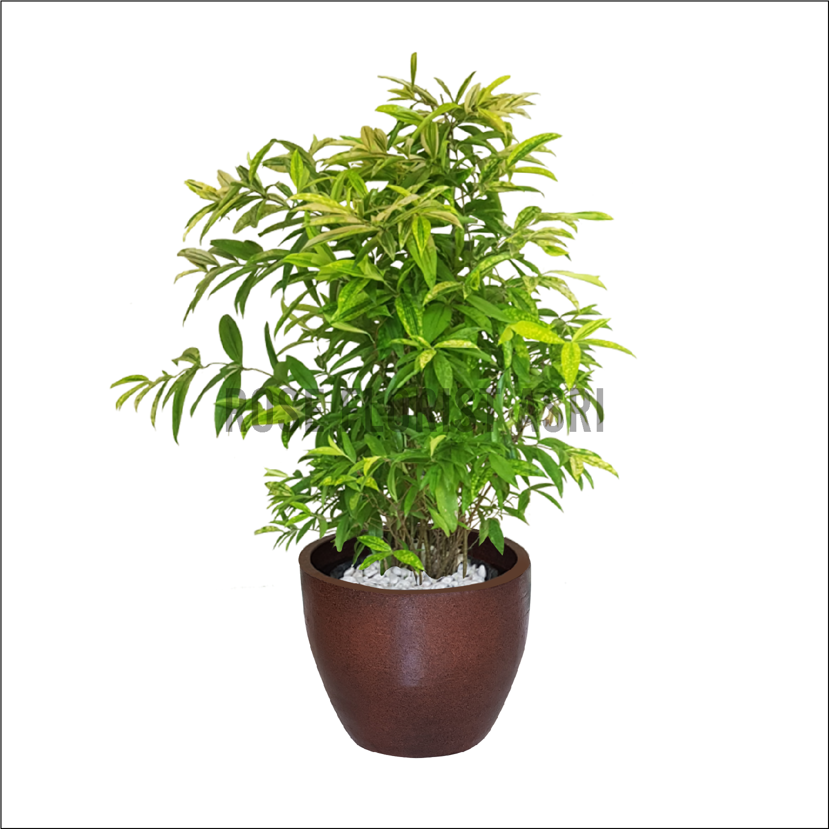 DRACAENA GOLDEN