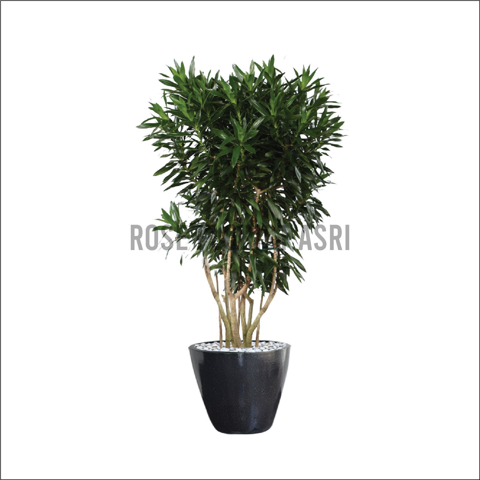 DRACAENA JAMAIKA