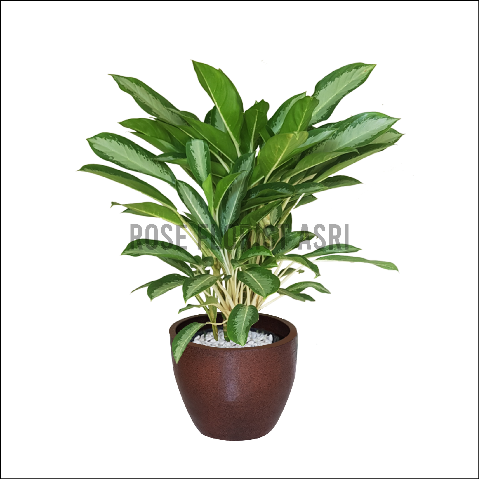 AGLAONEMA