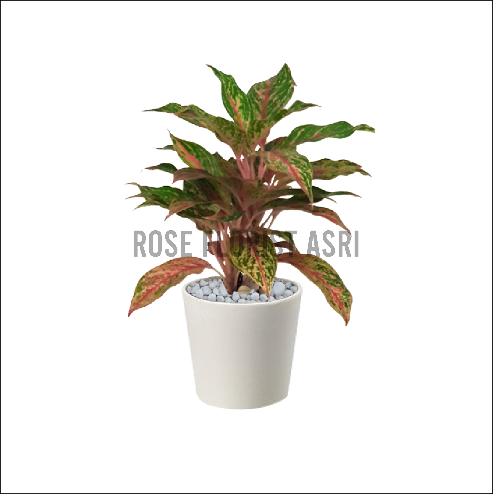 AGLAONEMA BUTTERFLY