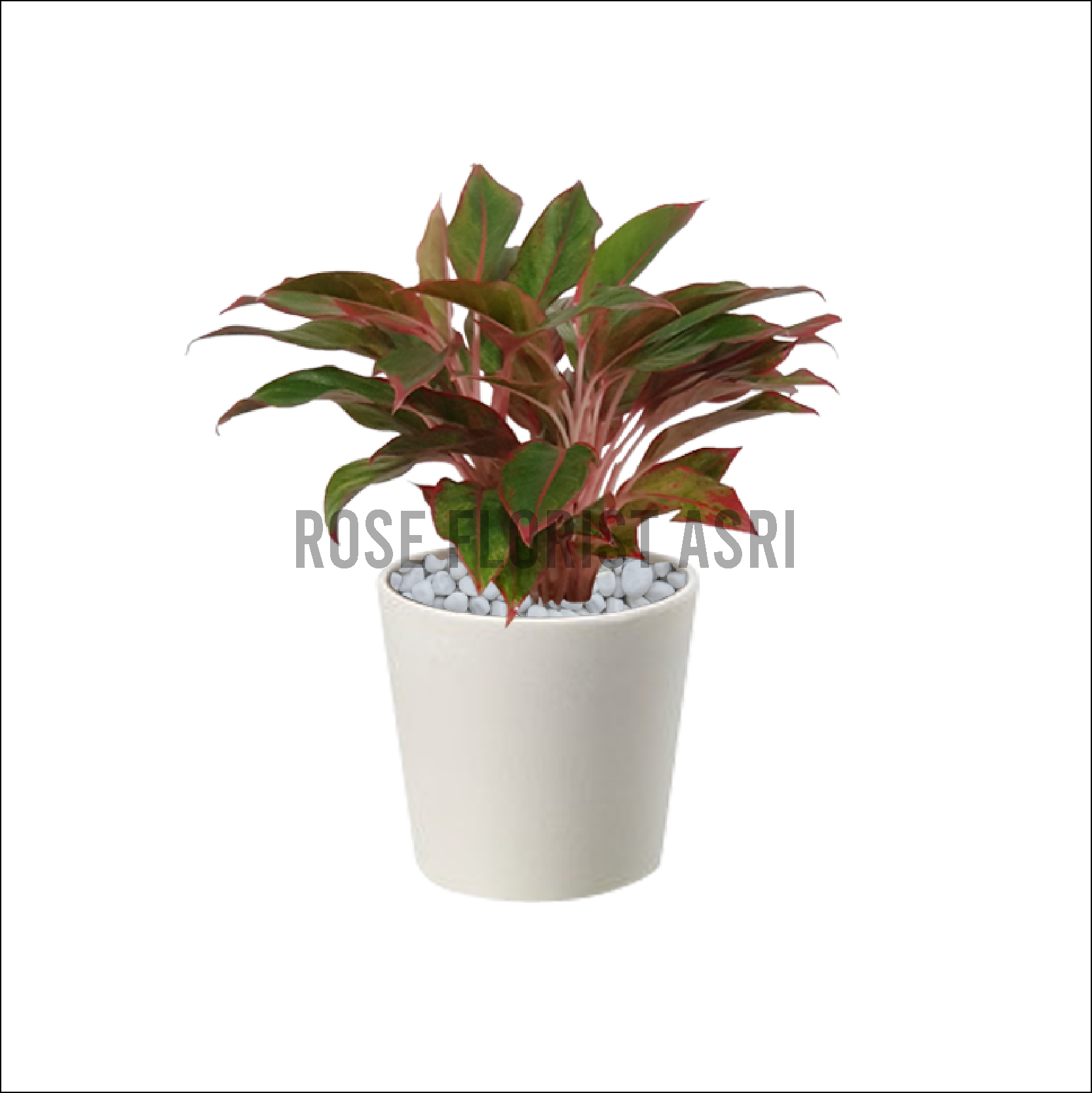 AGLAONEMA LIPSTIK