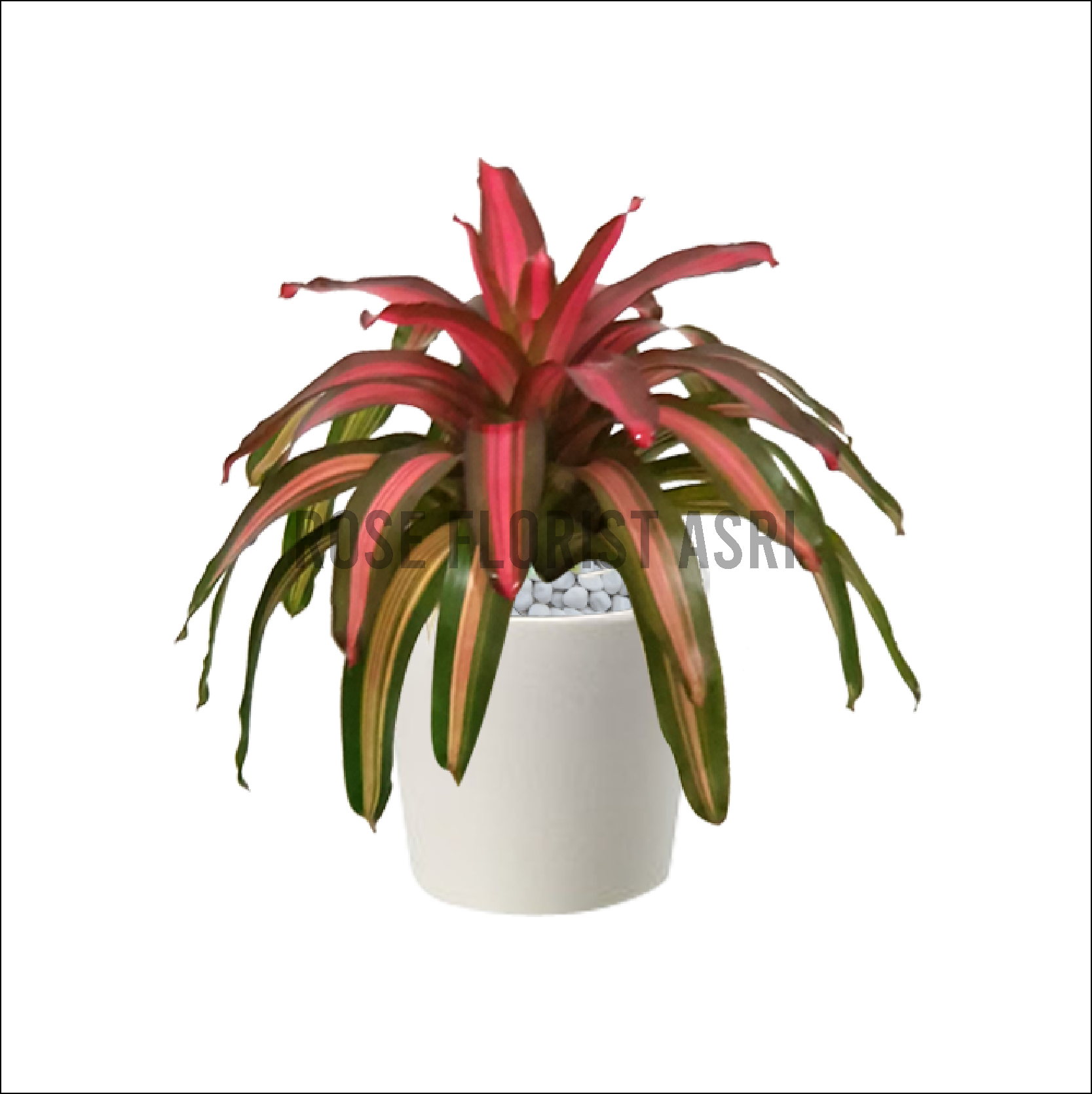 BROMELIA THREE COLOUR